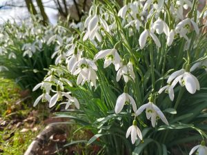 Hansel snowdrops for sale!